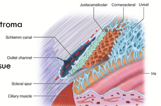 <p>Next to limbal stroma</p>
