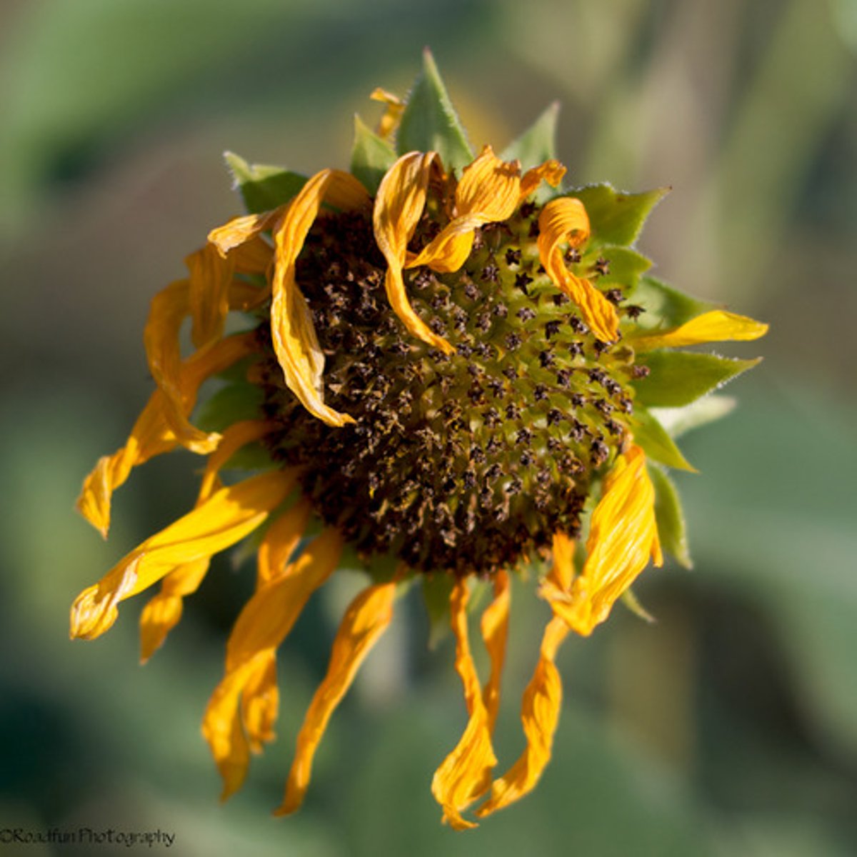 <p>to become limp and drooping (as a flower),</p><p>wither;</p><p>to lose strength and vigor</p>
