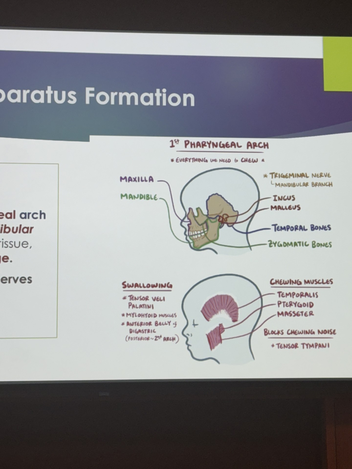 <ul><li><p>also known as the mandibular arch</p></li><li><p>both mandibular processes fuse to form mandible, lower lip, and mandibular teeth</p></li><li><p>contains meckel cartilage </p></li><li><p>innervated by the trigeminal nerve (mandibular branch)</p></li><li><p>muscles and structures needed for chewing</p></li></ul><p></p>