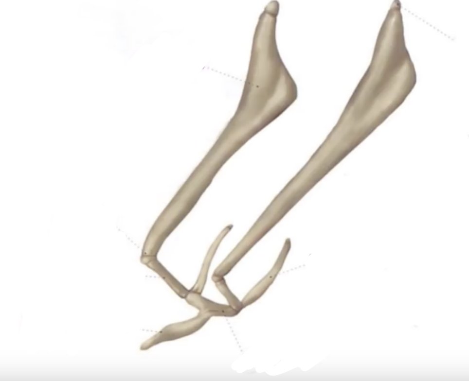 <p>Appareil hyoïdien : se fixe contre la butte tympanique (*) de part et d’autre (creux marqué), en arrière de la mandibule.</p>