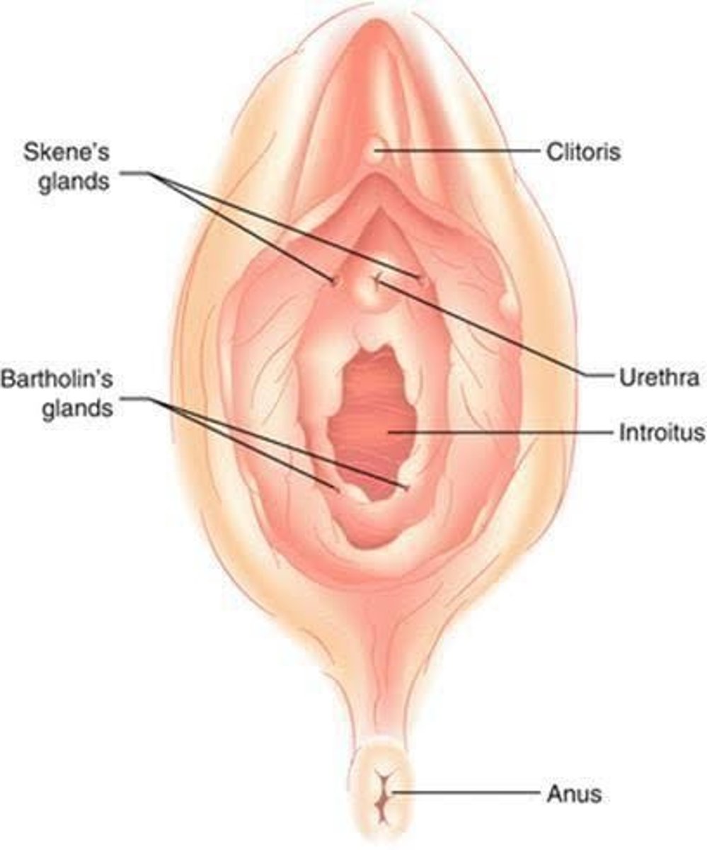 <p>Glands that secrete an alkaline fluid to counteract the acidity of the urethra, ensuring safe passage of spermatozoa.</p>