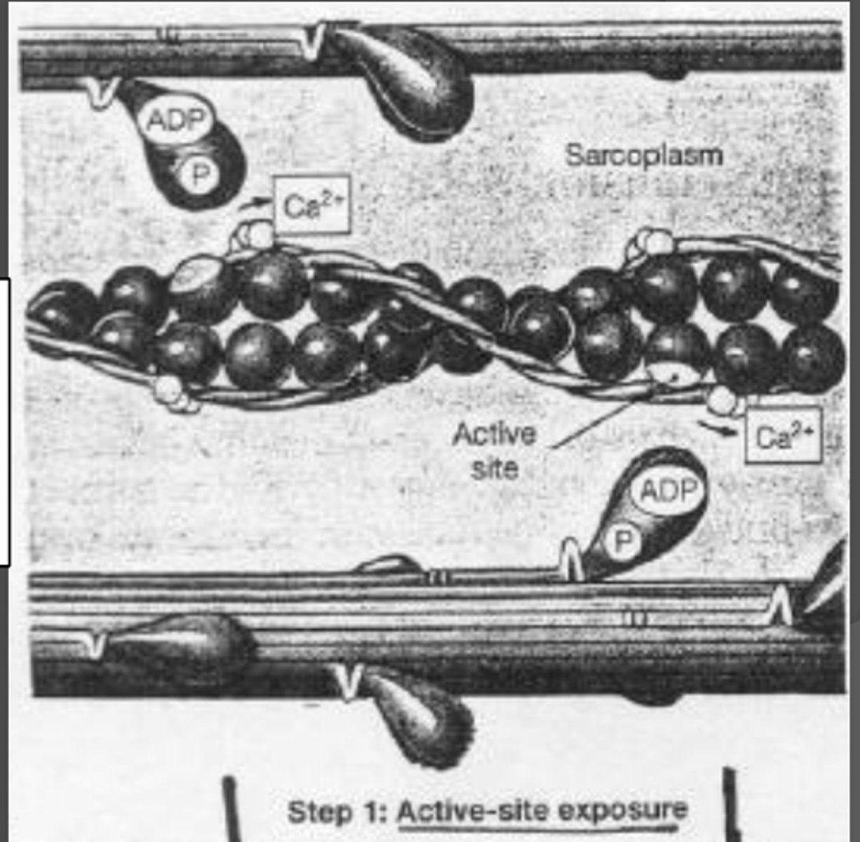 <p>1. High Ca2+ in myoplasm</p><p>2. Ca2+ binds to troponin-C (troponin undergoes conformational change, moving it, exposing active site)</p><p>3. Causes tropomyosin ^to move</p><p>4. Allows cross-bridge to form</p>