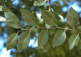<p>Lacebark Elm</p>