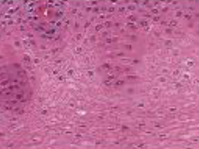 <p>To cover surfaces, line passageways, and make up certain glands.</p>