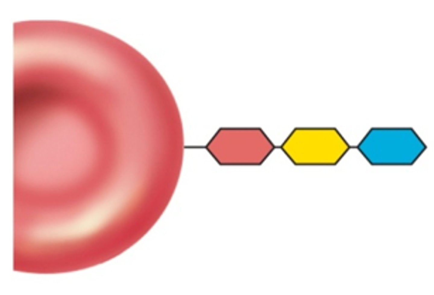 <p>Identify this blood type</p><p>Key:</p><p>Yellow - Galactose</p><p>Blue - Fucose</p><p>Red - N-Acetylgalactosamine</p>