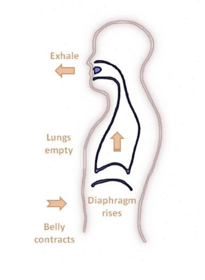 <p>Air moving out of the lungs</p>