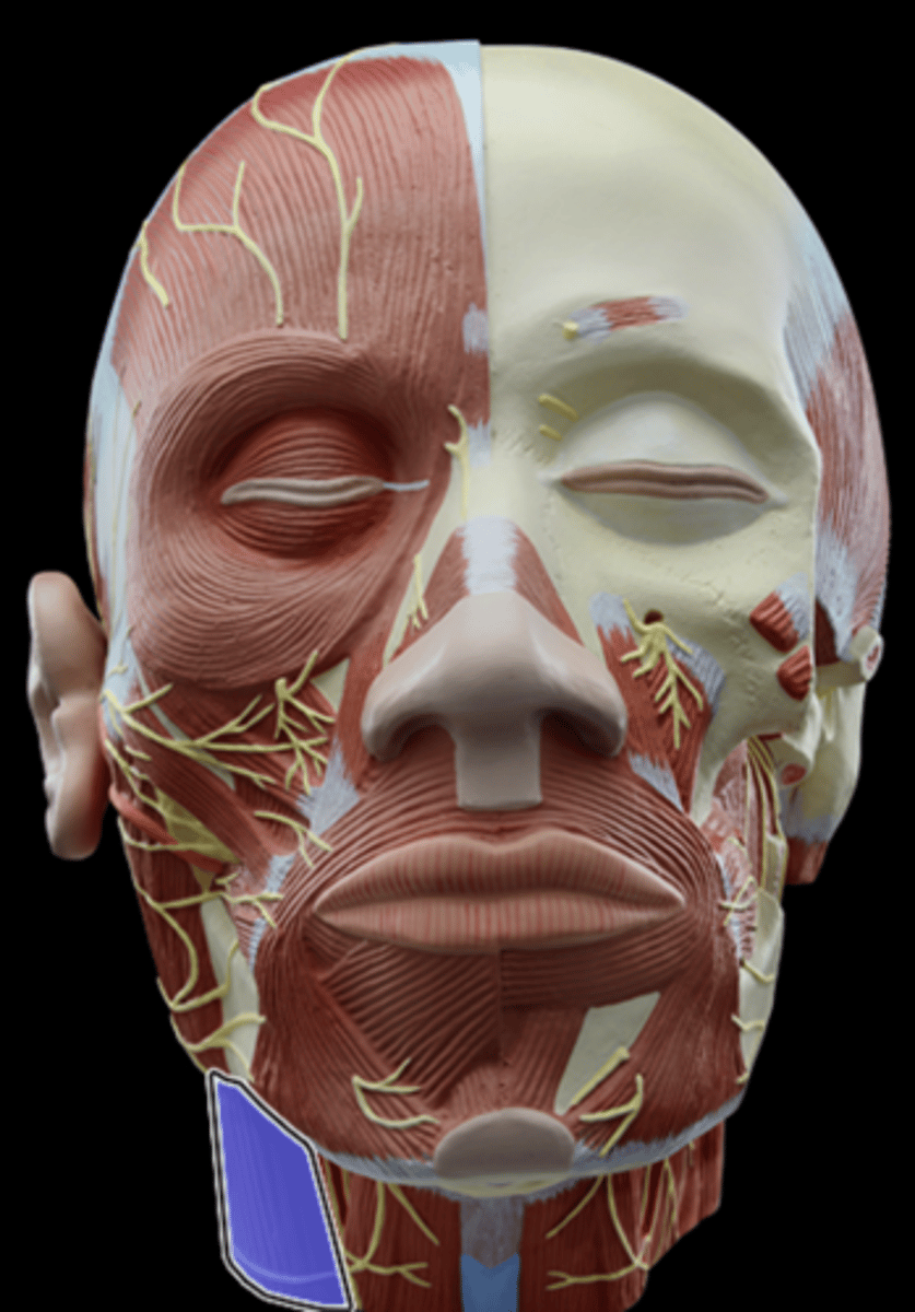 <p>What Muscle Is Highlighted?</p>