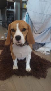 <p>Indy Thies</p>