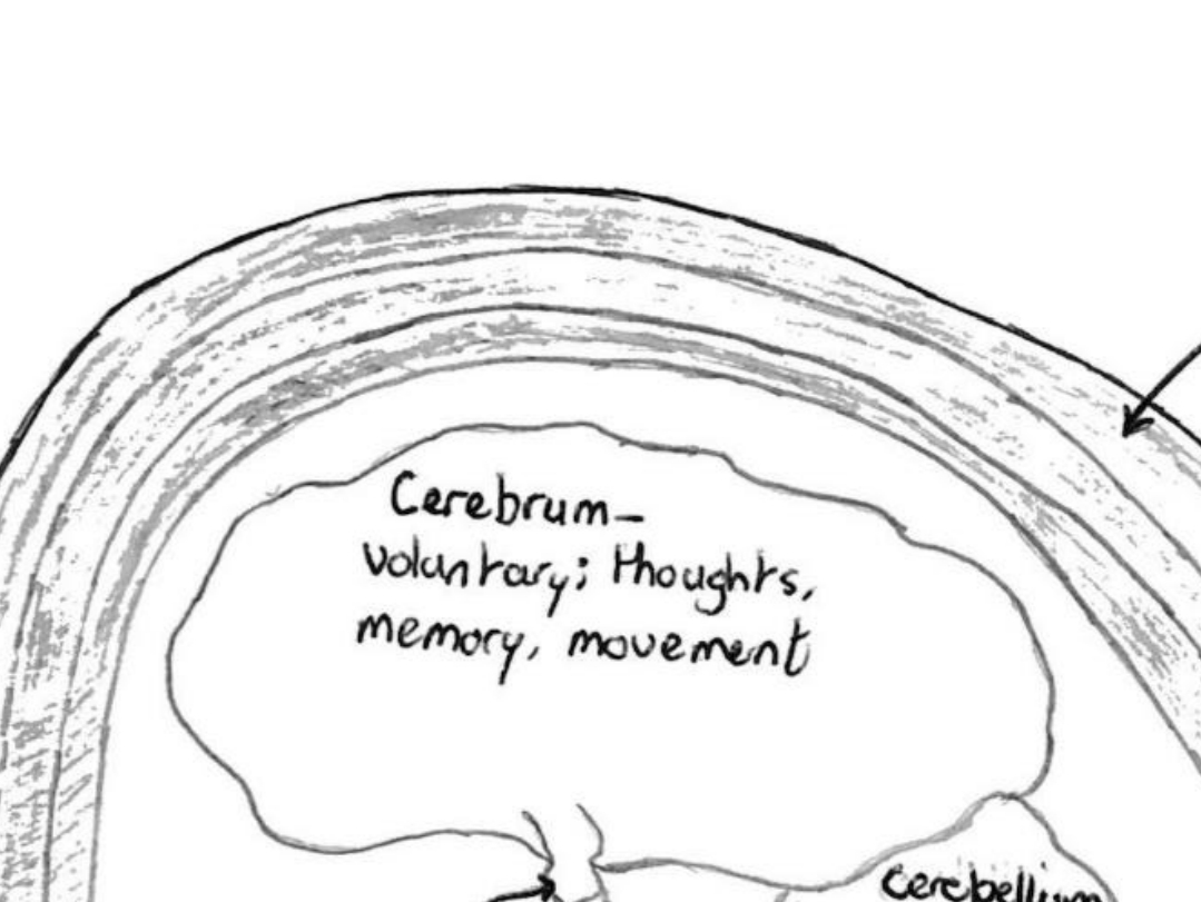 <p>Voluntary movement, memory, speech and language, learning and intelligence, hearing</p>