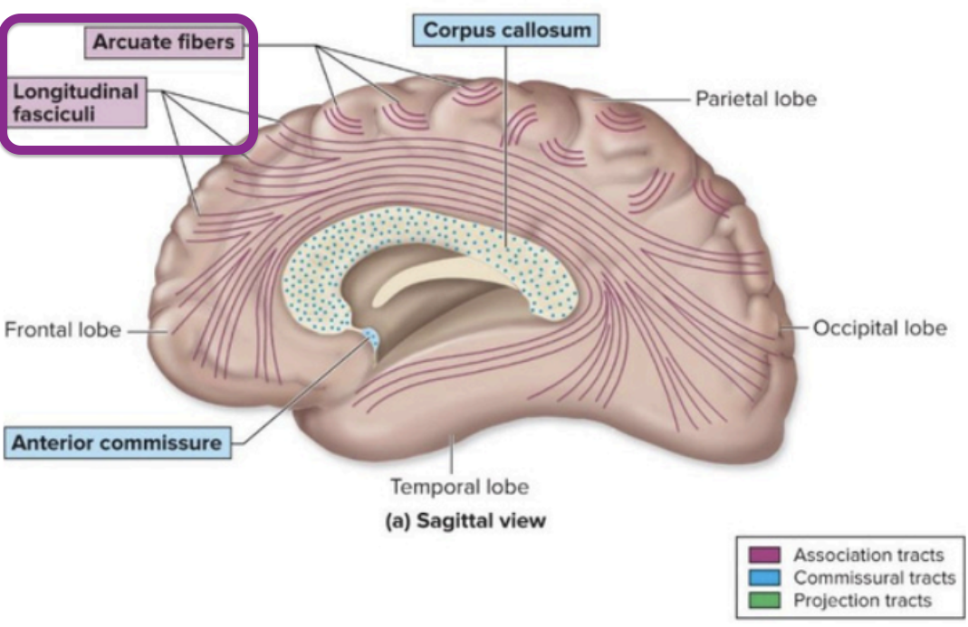 <p>Cerebral White Matter - <strong>association tracts</strong></p>