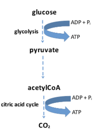 <ul><li><p><strong>Glycolysis</strong>: Glucose → Pyruvate</p></li><li><p><strong>Citric Acid Cycle</strong>: Acetyl-CoA → Carbon dioxide + ATP</p></li></ul><p></p>