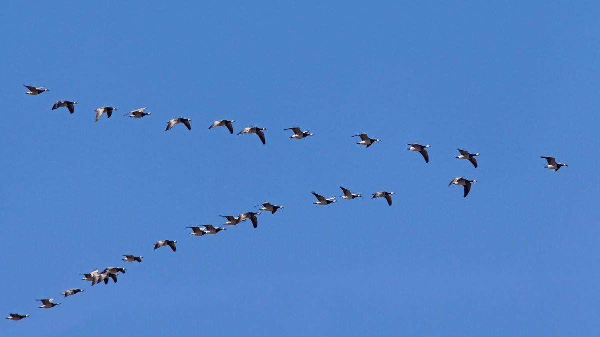 <p>to Migrate</p>