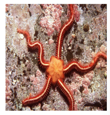 <p>in phylum echinodermata, brittle stars, large abundant class, 5 long rays, central disk, don’t move on tube feet, suspension feeders</p>