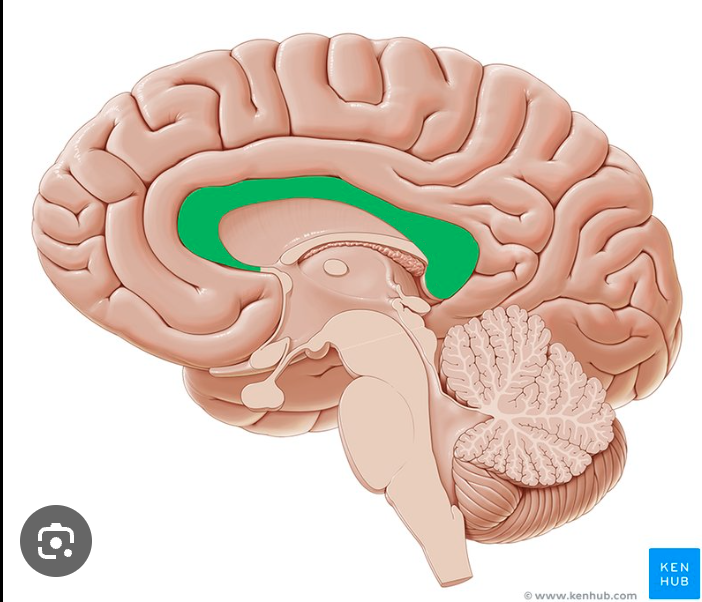 <p>A thick layer of nerve fibres which connects the brain functions for the two hemispheres to communicate and work together</p>