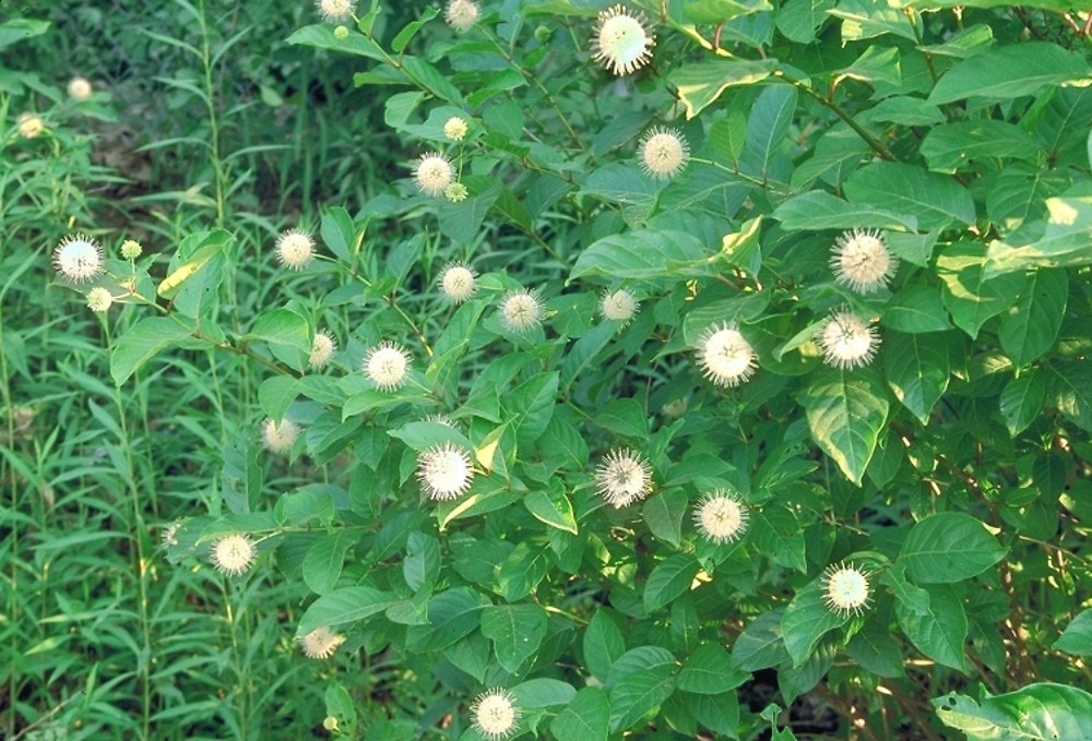 <p>common bushbutton, Cephalanthus occidentalis, Rubiaceae</p>