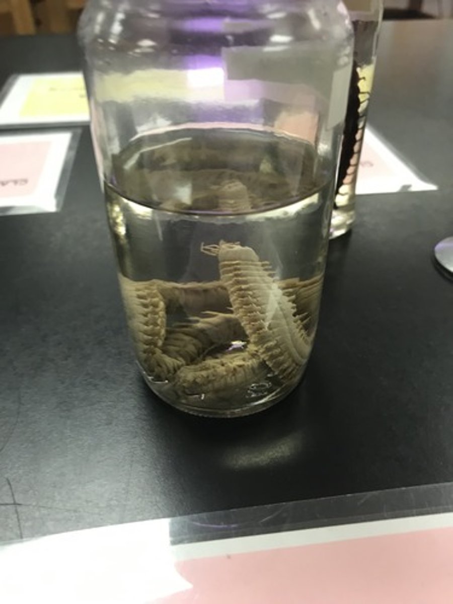 <p>For the following specimen(s), give the entire taxonomy and the name of the specimen(s)</p>