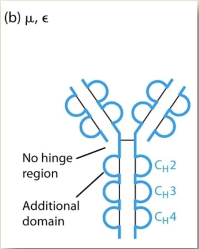 <p>IgM, IgE</p>