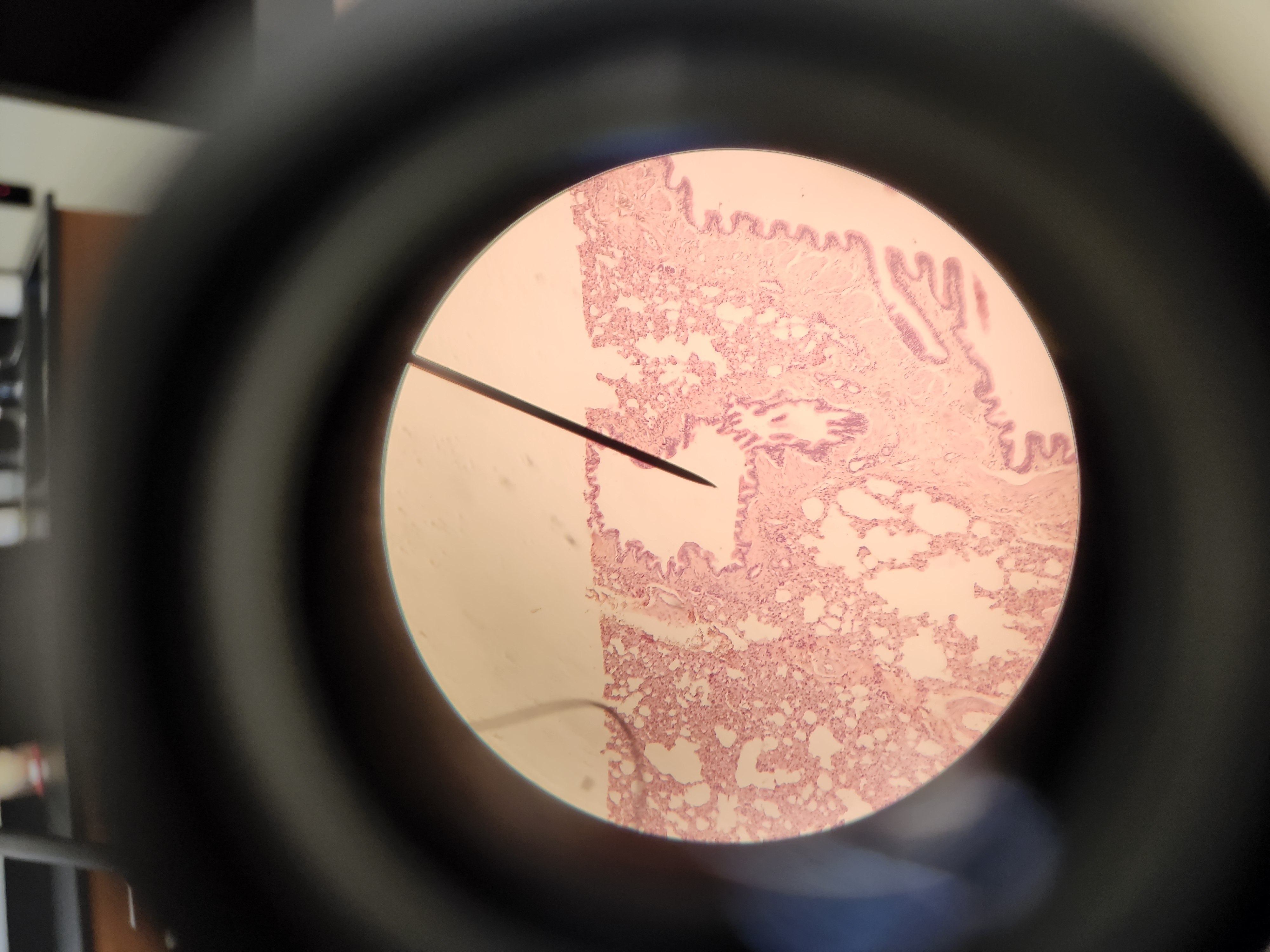 <p>[Histology] Function?</p>