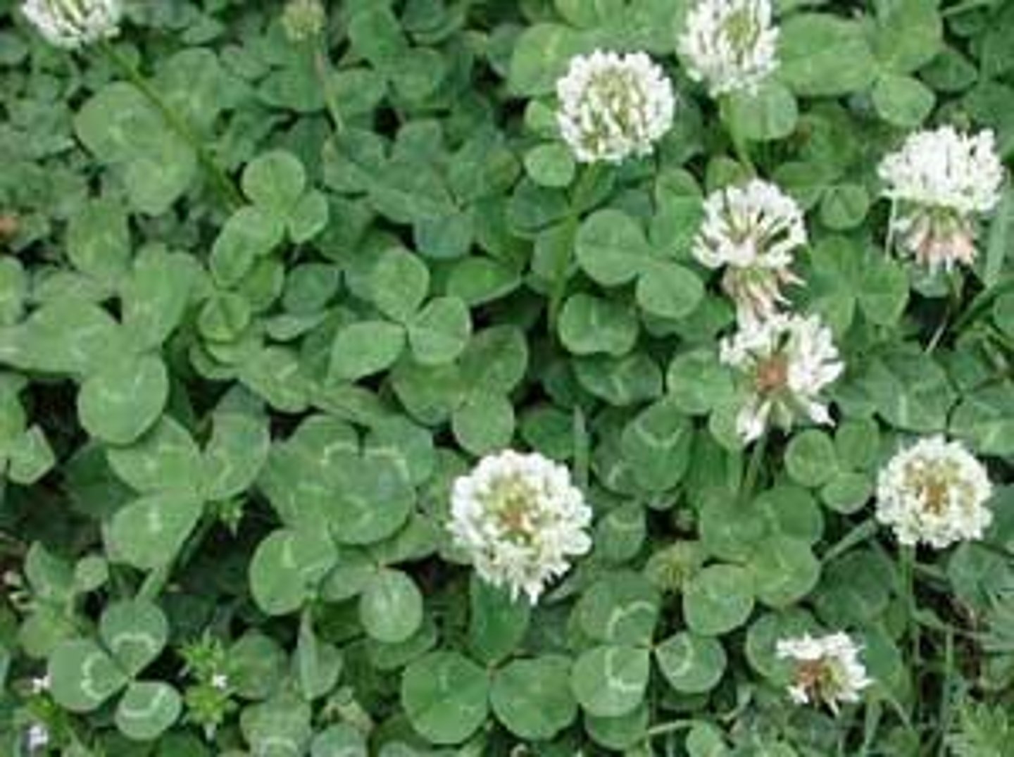 <p>increase nitrogen fixation by bacteria. This picture shows white clover.</p>