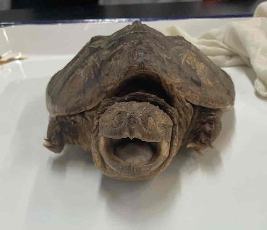 <p>Snapping Turtles</p>