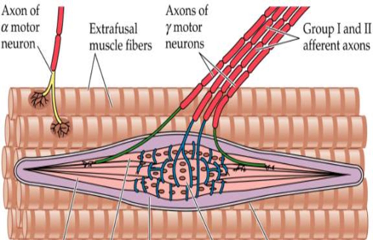 <p>Skeletal muscles are stimulated by _____ of the nervous system.</p>
