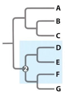 <p>composed of a common ancestor but not all descendants.</p>