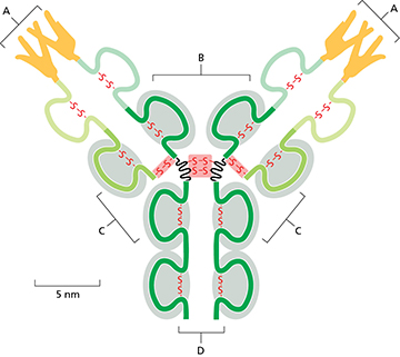 <p><span>The figure below shows a depiction of an antibody. Which label correctly identifies the region(s) of the antibody that contains variable amino acids for binding of a specific antigen?</span></p>