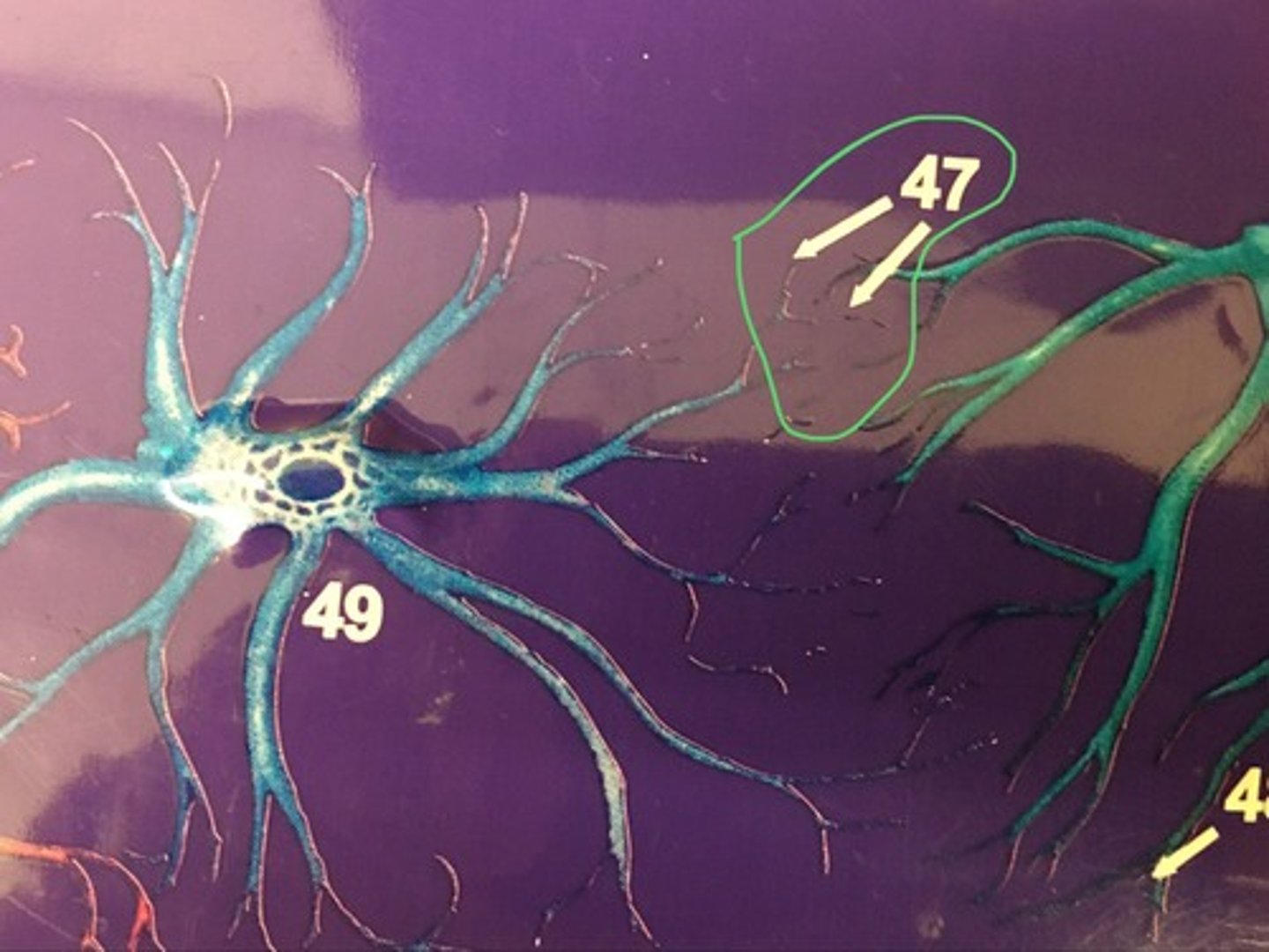 knowt flashcard image