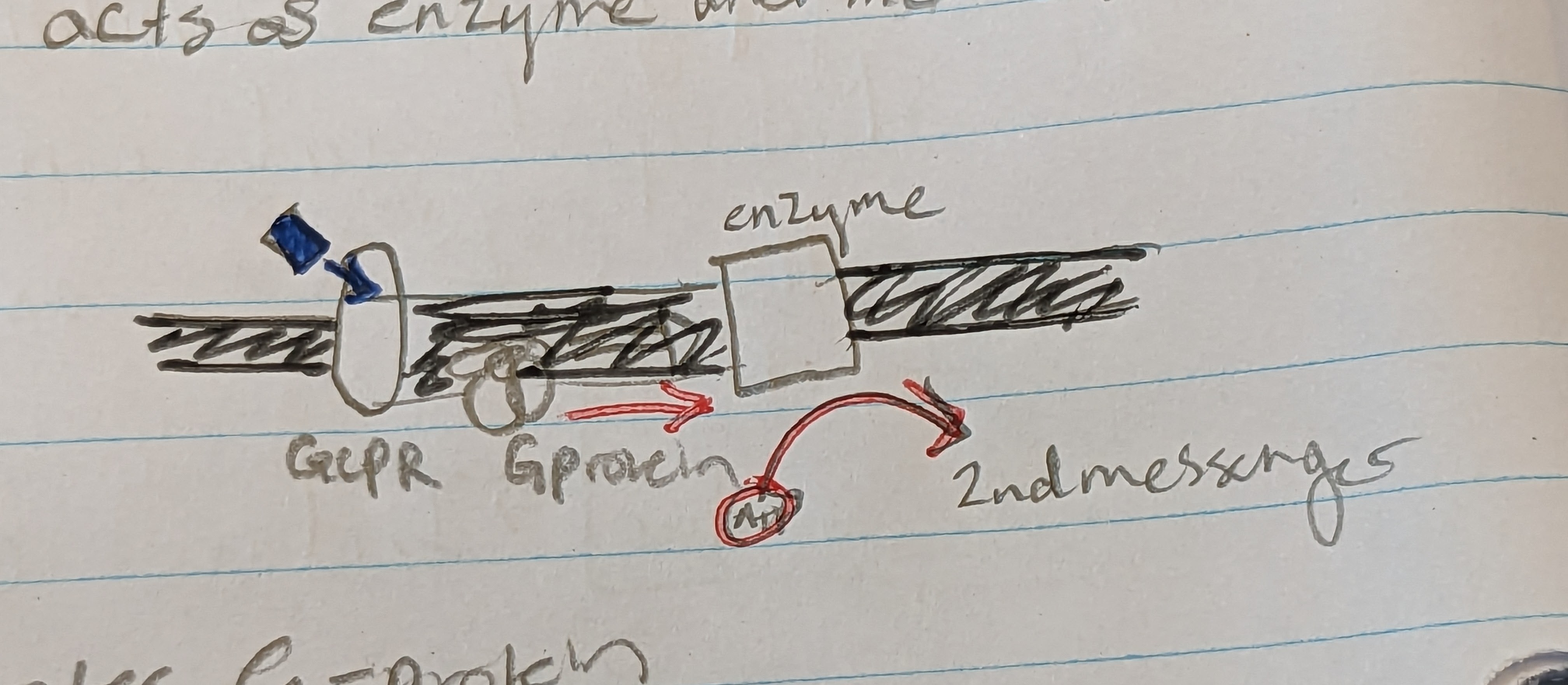 <p>-type of receptor protein</p><p>-on membrane outside cell</p><ol><li><p>receptor is associated with G-protein</p></li><li><p>ligand binds, activate G protein</p></li><li><p>G-protein moves to activate another effector protein in the membrane</p></li><li><p>effector protein increases [ ] of intercellular 2nd messenger</p></li></ol><p>→ cAMP and DAG/IP3</p>