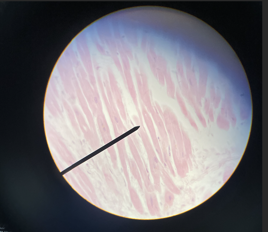 <p>what type of tissue is this</p>