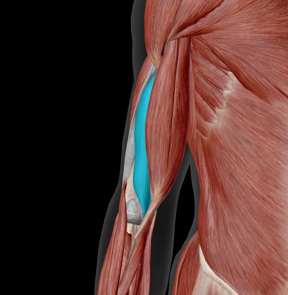 <p>Label the muscle</p>