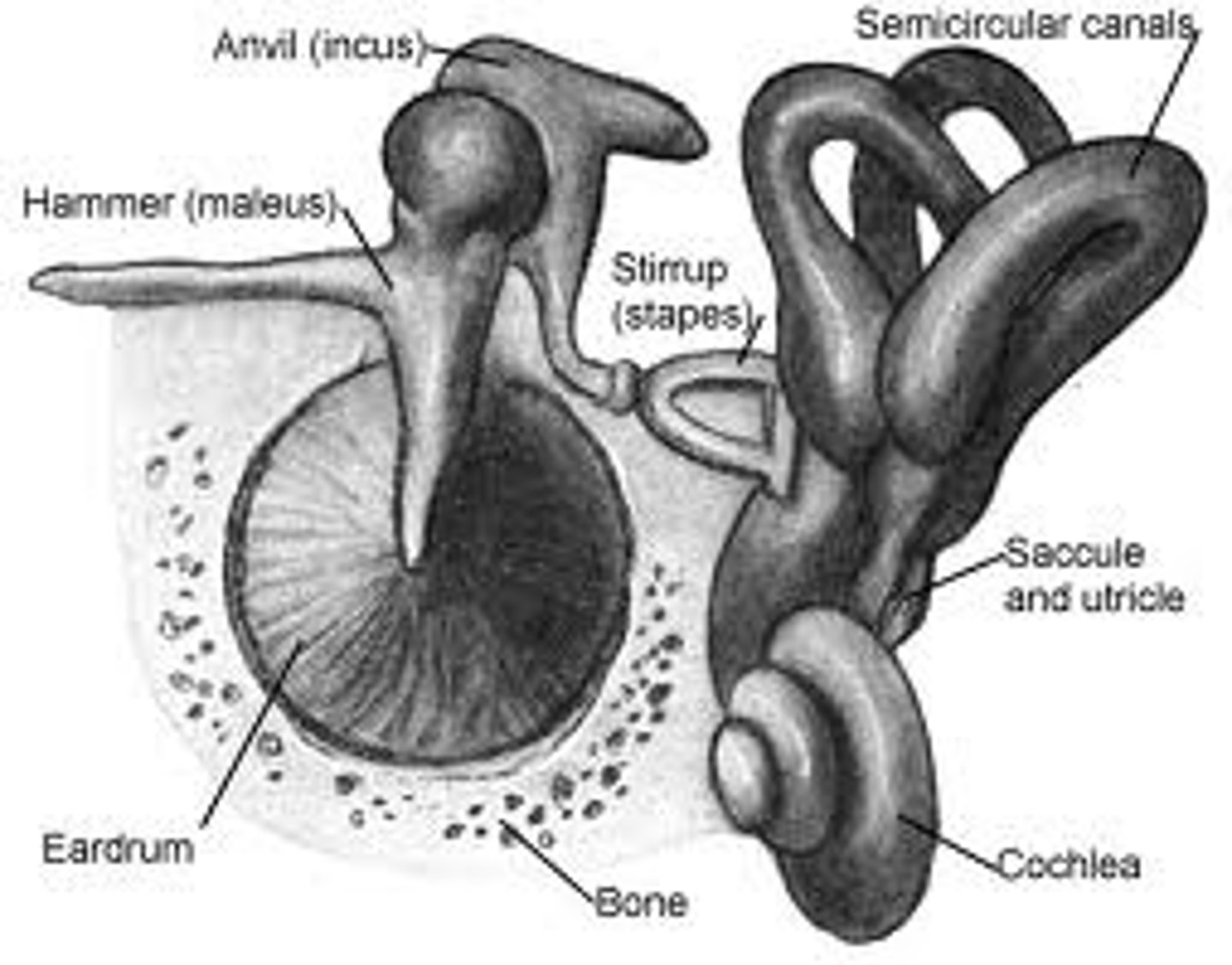 <p>Main parts are the vestibular sacs and semicircular canals of the inner ear</p>