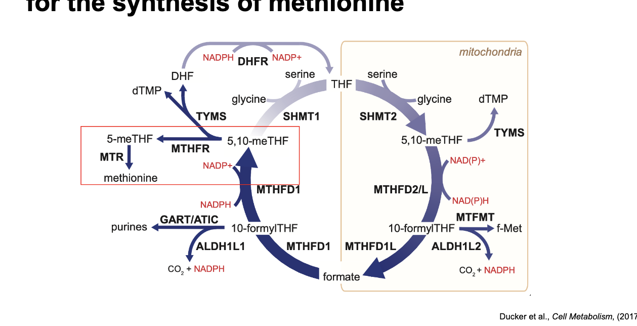 <p>1C unit, as 5-methylTHF, is required for the synthesis of methionine</p>