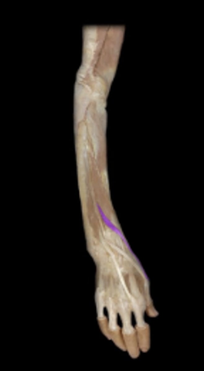 <p>action: extends metacarpal I and proximal phalanx of pollex.</p>