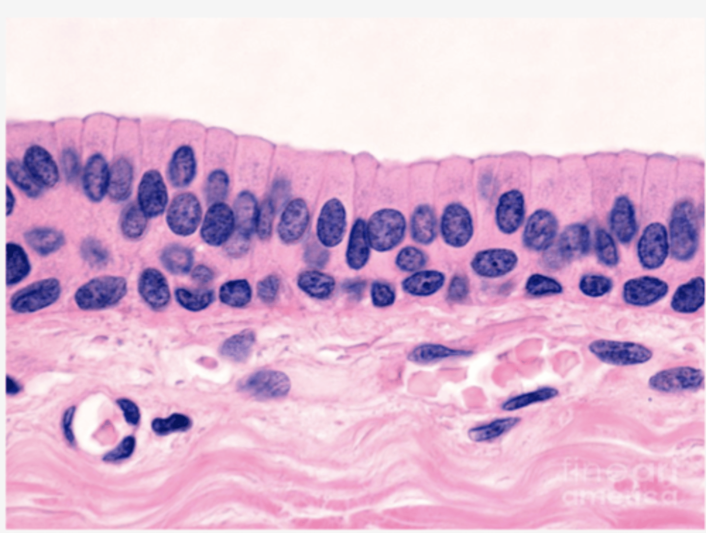 <p>Identify the type of epithelia</p>