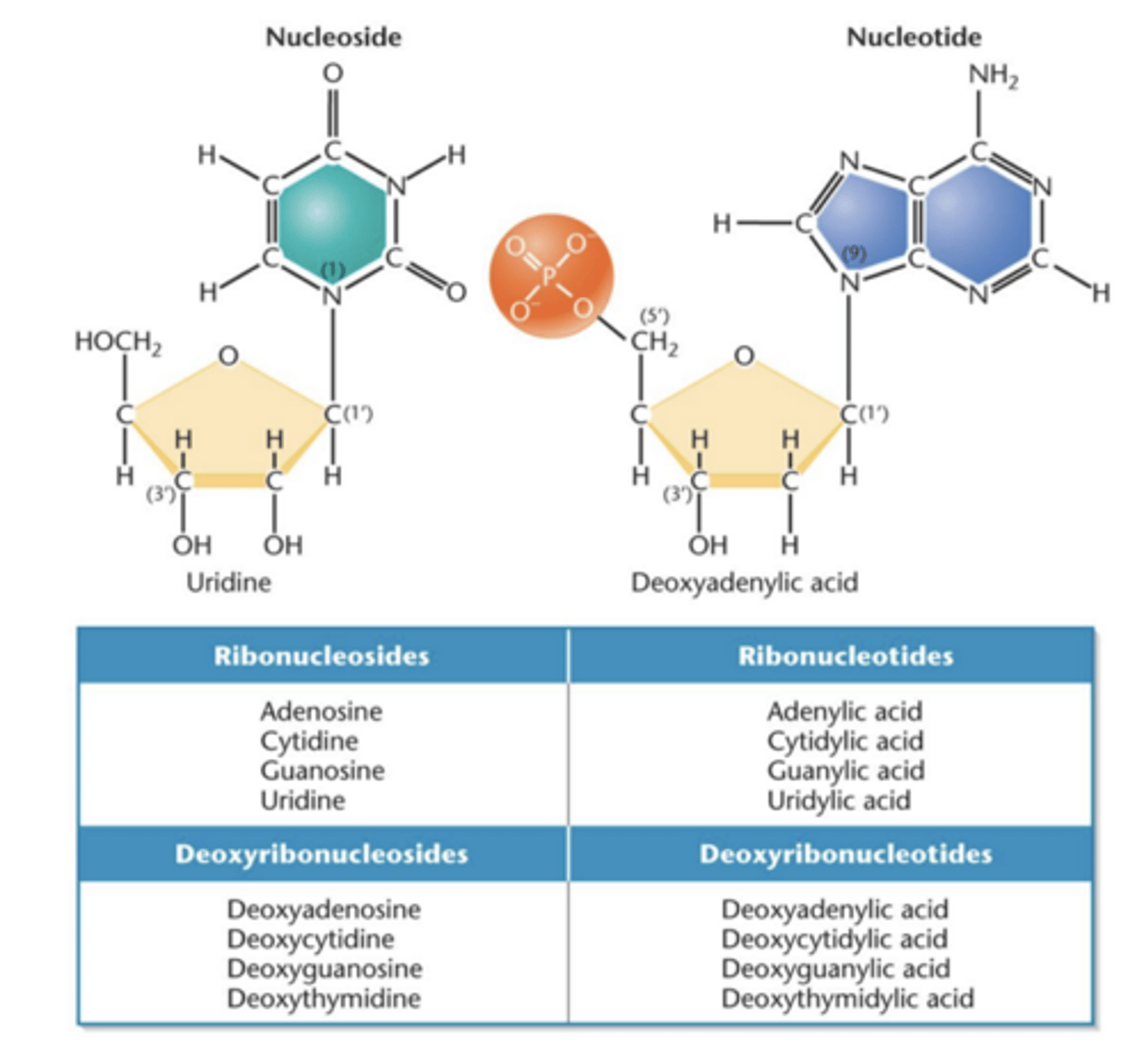 <p>- contains nitrogenous base and pentose sugar</p><p>- molecule is composed of purine or pyrimidine base and ribose or deoxyribose sugar</p>
