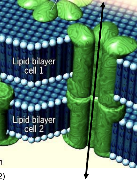 <p>___ connexon is located in each of the adjacent cells, and when they align, they form a channel allowing ions and small molecules to pass through.</p><p></p>