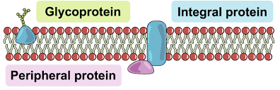 <p><strong>transport proteins</strong>: facilitated diffusion (channel proteins, high→low), active transport (pumps, low→high)</p><p>*<strong> </strong>transmembrane/ integral protein</p><p><strong>glycoproteins</strong>: identify cells that belong to an organism, cell recognition and signaling, have carbohydrate chains attach to them</p><p>*can be integral or peripheral </p>