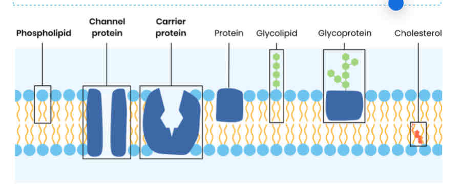 <p>Describe the arrangement of the components of a cell membrane</p>