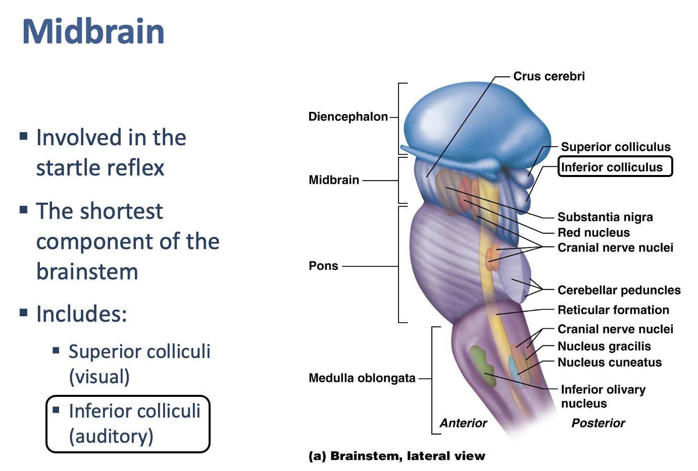 <p>Inferior colliculus</p>