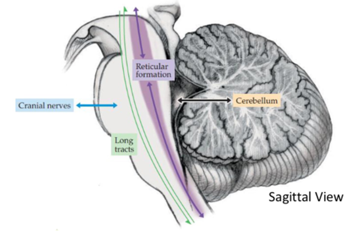 <p>- Corridor between brain and body</p><p>- Long tracts</p><p>- Reticular formation</p><p>- Cerebellar circuits</p><p>- CN nuclei and related structures</p>