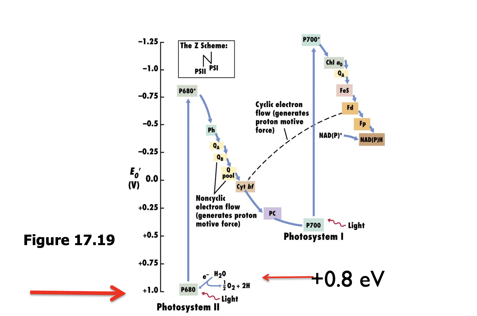 <p>Z scheme</p>