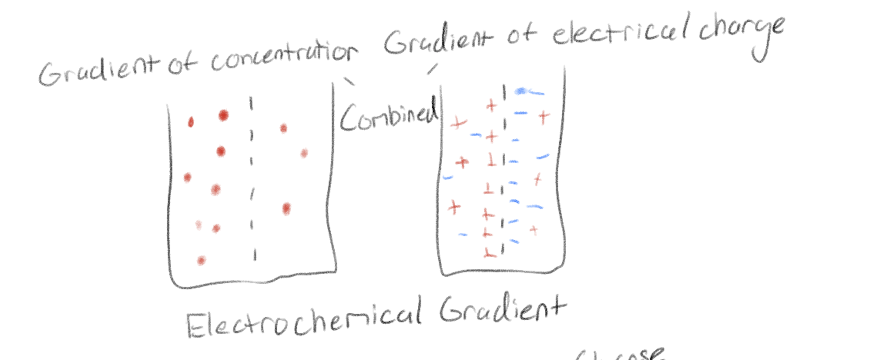 <p>Combined gradient of concentration and electrical charge (ions)</p>