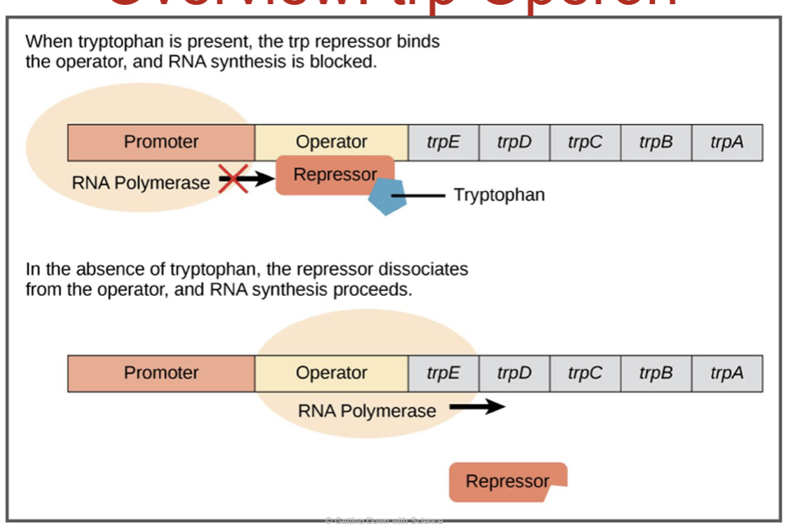 <ul><li><p>trp operon helps bacteria make tryptophan</p></li><li><p>a repressible operon, so it’s usually on</p></li><li><p>A repressor protein can turn it off</p></li><li><p>repressor is inactive by itself</p></li><li><p>when tryptophan levels are high, tryptophan binds to the repressor</p><ul><li><p>this activates the repressor, which then binds to the operator</p></li></ul></li><li><p>This blocks transcription, so no more tryptophan is made until it’s needed again</p></li></ul><p></p>