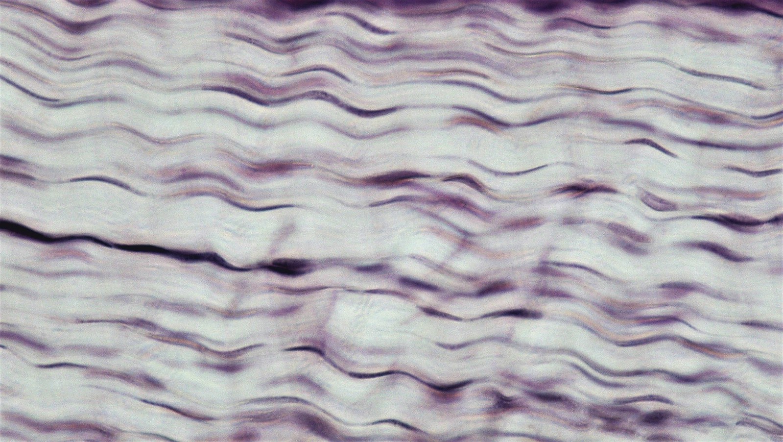 <p>what type of tissue is this?</p>