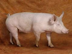 Maternal

Origin: England

Color: solid white

Ears: erect ears (shire=erect)

long deep sides; prolific; good rate of gain

leaner but has a large litters