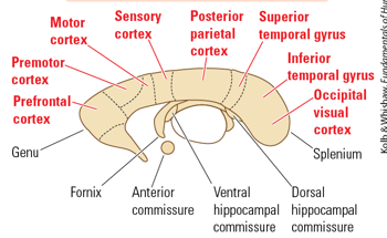 <p>the posterior side (splenium) is more bulbous. also, the anterior commissure is closer to the anterior side</p>