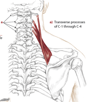 <p>Medial border of scapula, between superior angle and superior portion of spine of scapula</p>