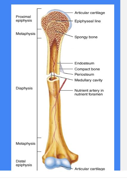<p>Shaft of a long bone </p><ul><li><p>yellow bone marrow can be found </p></li></ul><p></p>