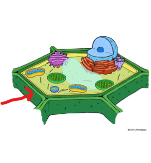 <p>outside of cell membrane, only in plant cells, provides structure + support</p>